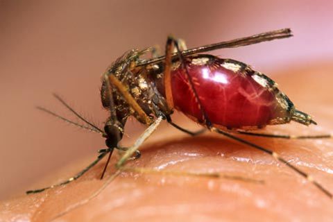 dengue11 - Você Já Teve Dengue?