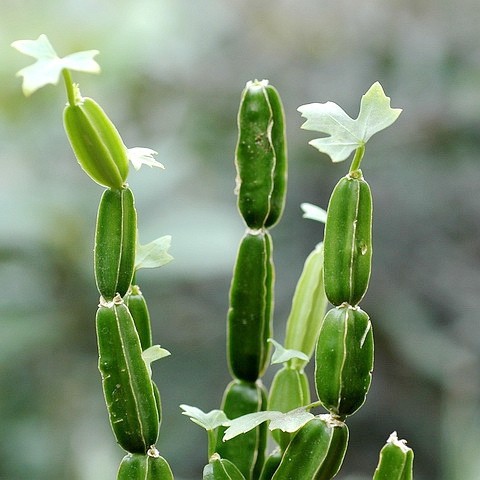 cissus - Cissus Quadrangularis : Planta de Mil e Uma Utilidades!