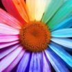 daisy-chakras